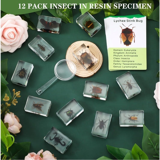 12 Pcs Insect in Resin Specimen with 1 Magnifier 12 Information Cards Bugs Collection