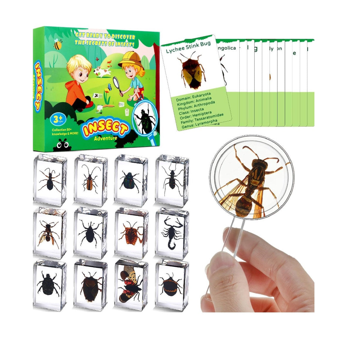 12 Pcs Insect in Resin Specimen with 1 Magnifier 12 Information Cards Bugs Collection