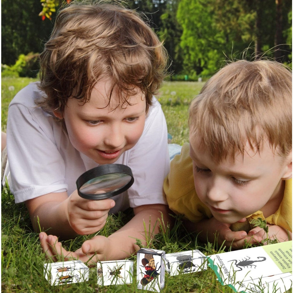 12 Pcs Insect in Resin Specimen with 1 Magnifier 12 Information Cards Bugs Collection