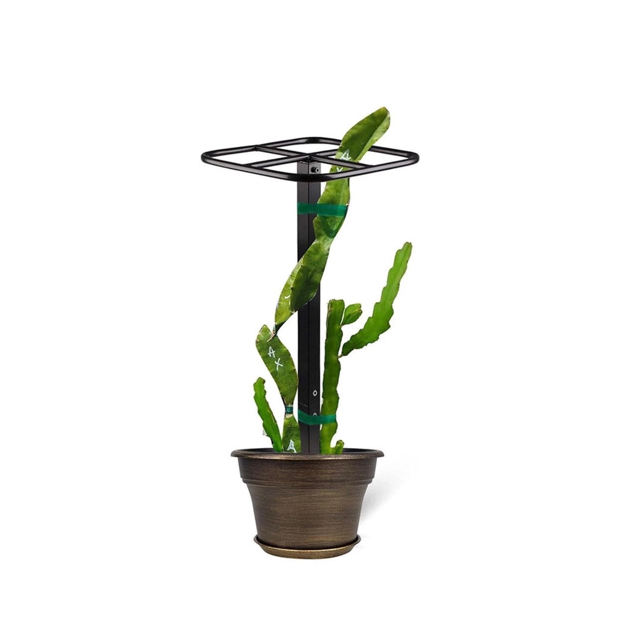 Dragon Fruit Trellis Garden Climbing Support for Fruits Roses Houseplants