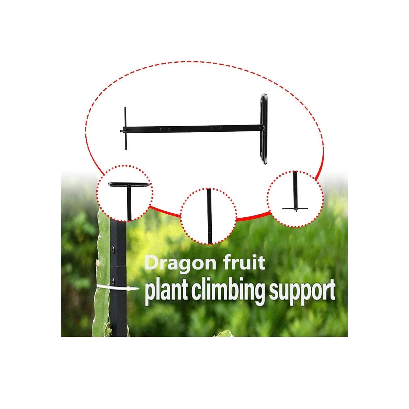 Dragon Fruit Trellis Garden Climbing Support for Fruits Roses Houseplants