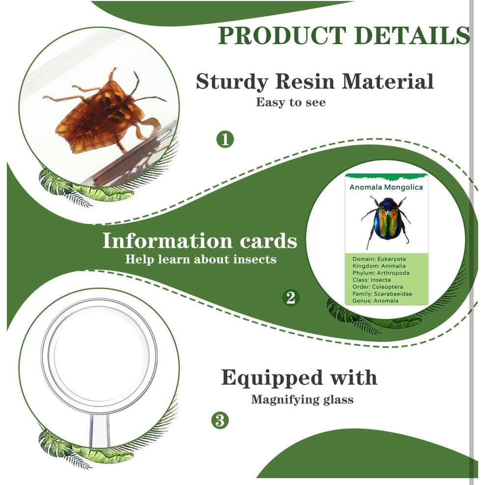 12 Pcs Insect in Resin Specimen with 1 Magnifier 12 Information Cards Bugs Collection