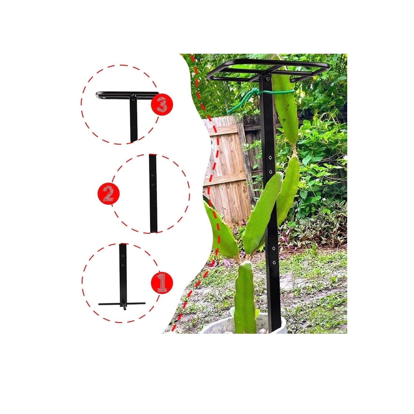 Dragon Fruit Trellis Garden Climbing Support for Fruits Roses Houseplants