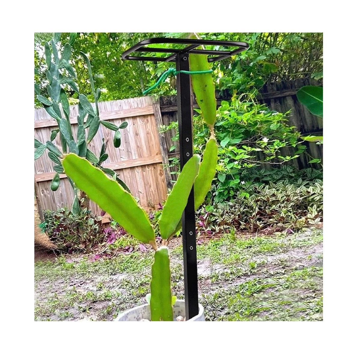 Dragon Fruit Trellis Garden Climbing Support for Fruits Roses Houseplants